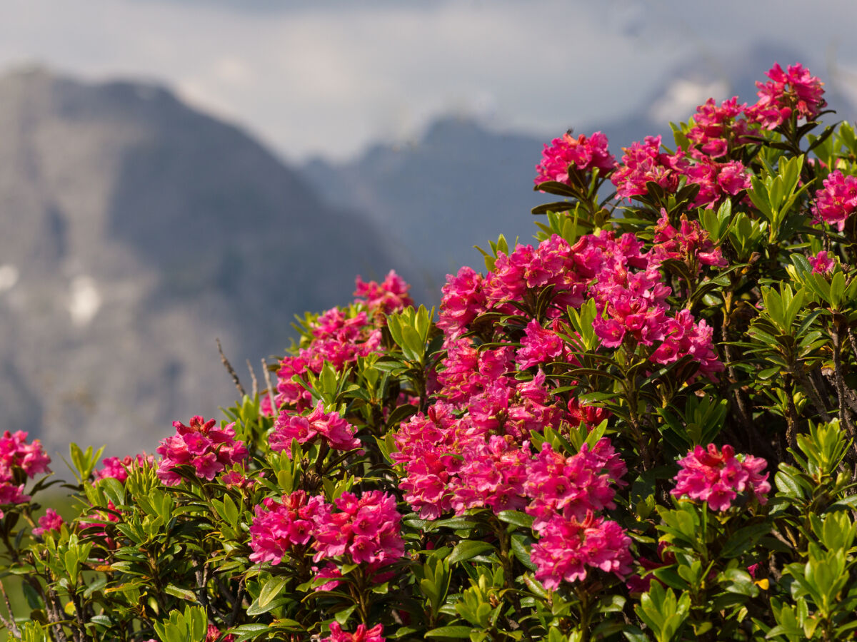 Alpenrosenblüte im Juni